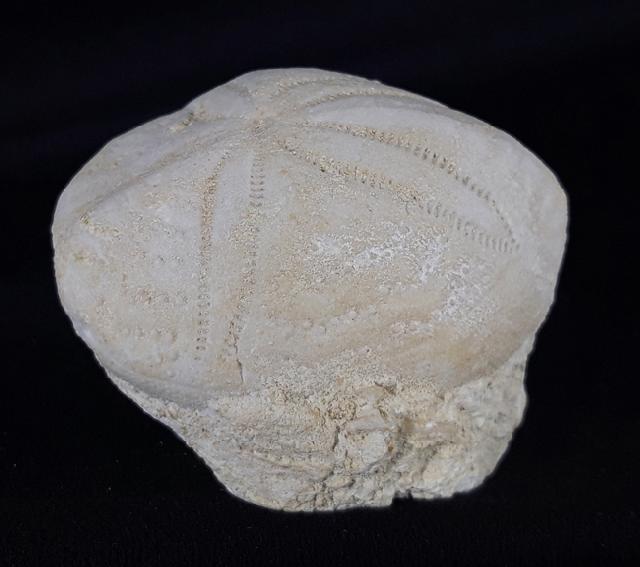 Eupatagus (Oymnopatagus) antillarum (COTTEAU 1875) - Bild &copy; FossNet FossilienStore